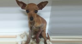 Cirurgia da Cachorrinha Belinha – Magnéticas em Ação!