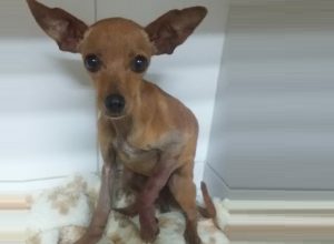 Cirurgia da Cachorrinha Belinha – Magnéticas em Ação!